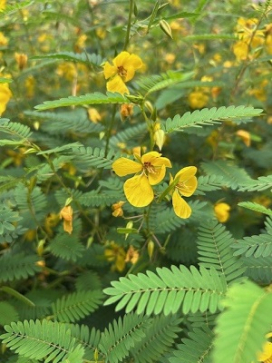 Chamaecrista fasciculata